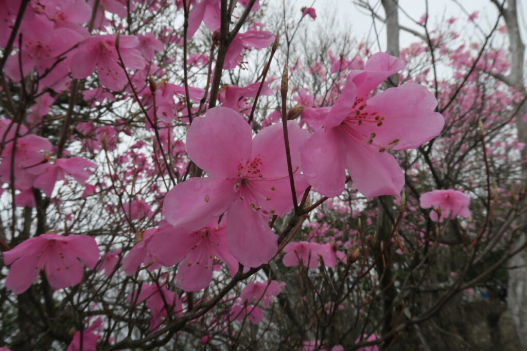 ちーぽん Com ちーぽん Com